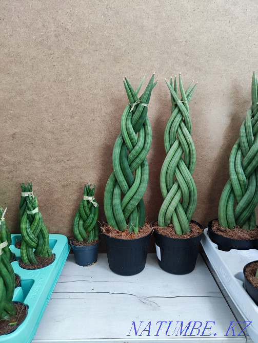 Sancivieria pigtail Holland Almaty - photo 2
