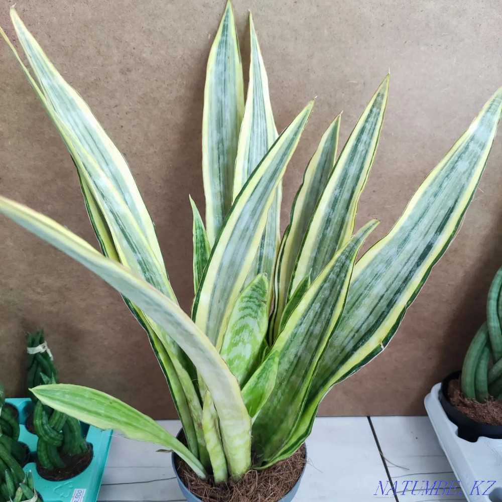 Sancivieria pigtail Holland Almaty - photo 3