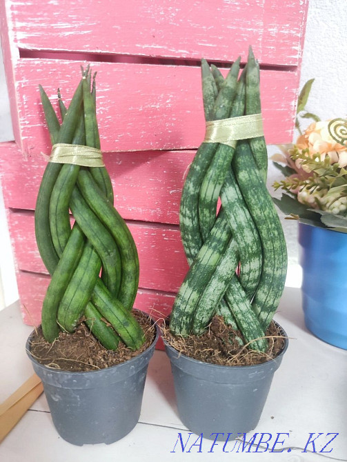Sancivieria pigtail Holland Almaty - photo 1