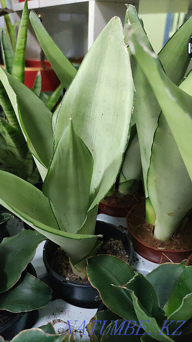 Sancivieria pigtail Holland Almaty - photo 8