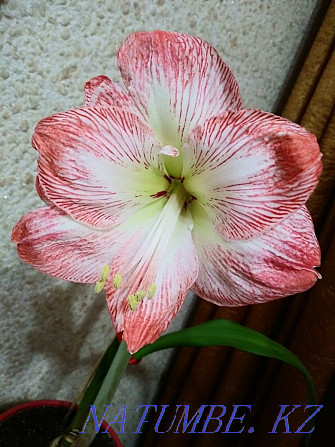 Hippeastrum. Selling. Petropavlovsk - photo 1