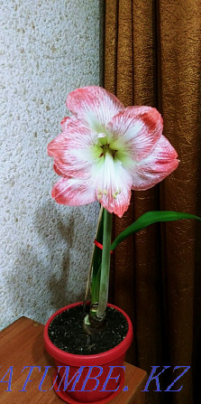 Hippeastrum. Selling. Petropavlovsk - photo 2