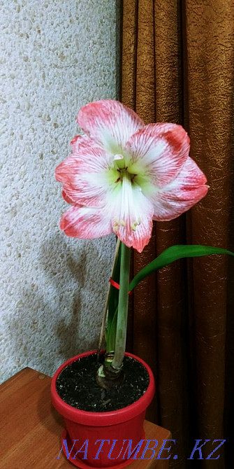 Гиппеаструм. Продам. Петропавловск - изображение 2