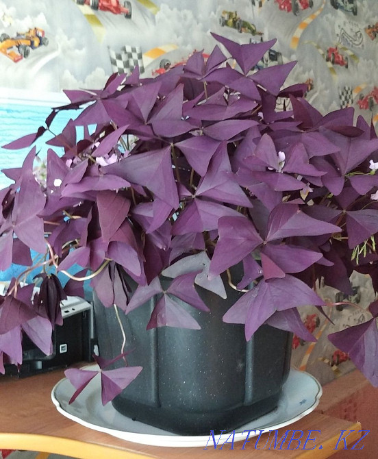 Sell Violet Oxalis Temirtau - photo 2