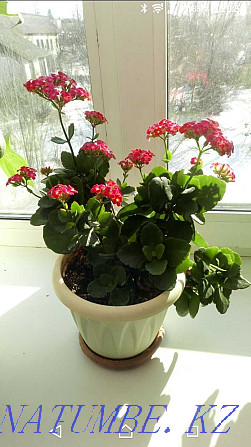 Indoor flower Kalanchoe Ust-Kamenogorsk - photo 2