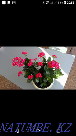 Indoor flower Kalanchoe Ust-Kamenogorsk - photo 1