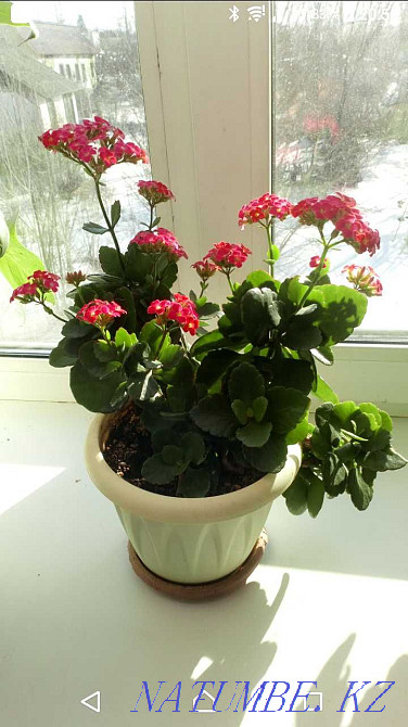 Indoor flower Kalanchoe Ust-Kamenogorsk - photo 2
