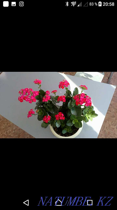 Indoor flower Kalanchoe Ust-Kamenogorsk - photo 1