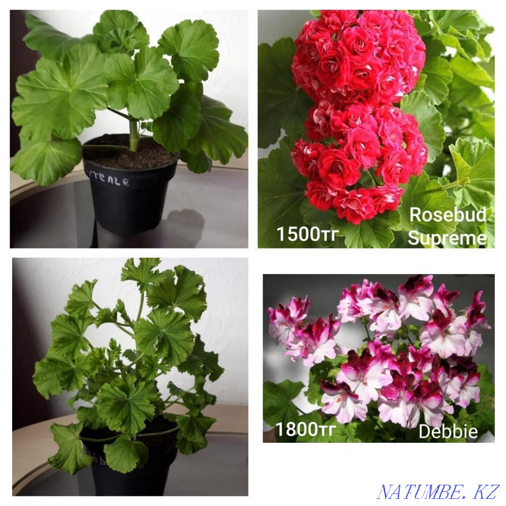 Сортовые пеларгонии Шахтинск - изображение 2
