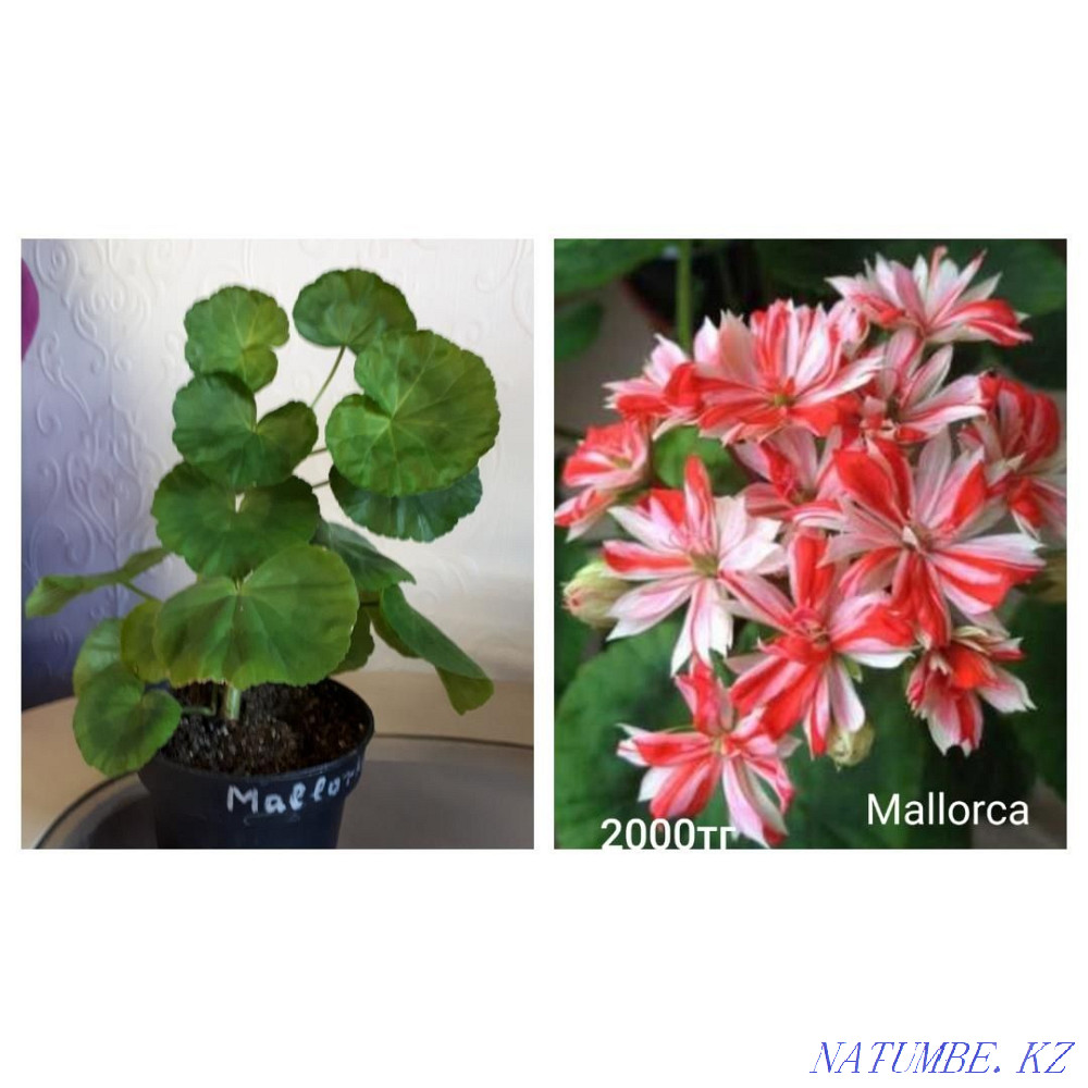 Сортовые пеларгонии Шахтинск - изображение 6