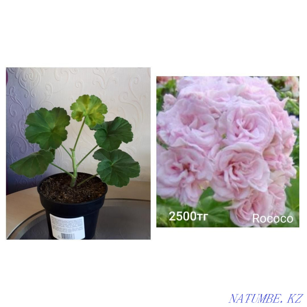 Сортовые пеларгонии Шахтинск - изображение 5