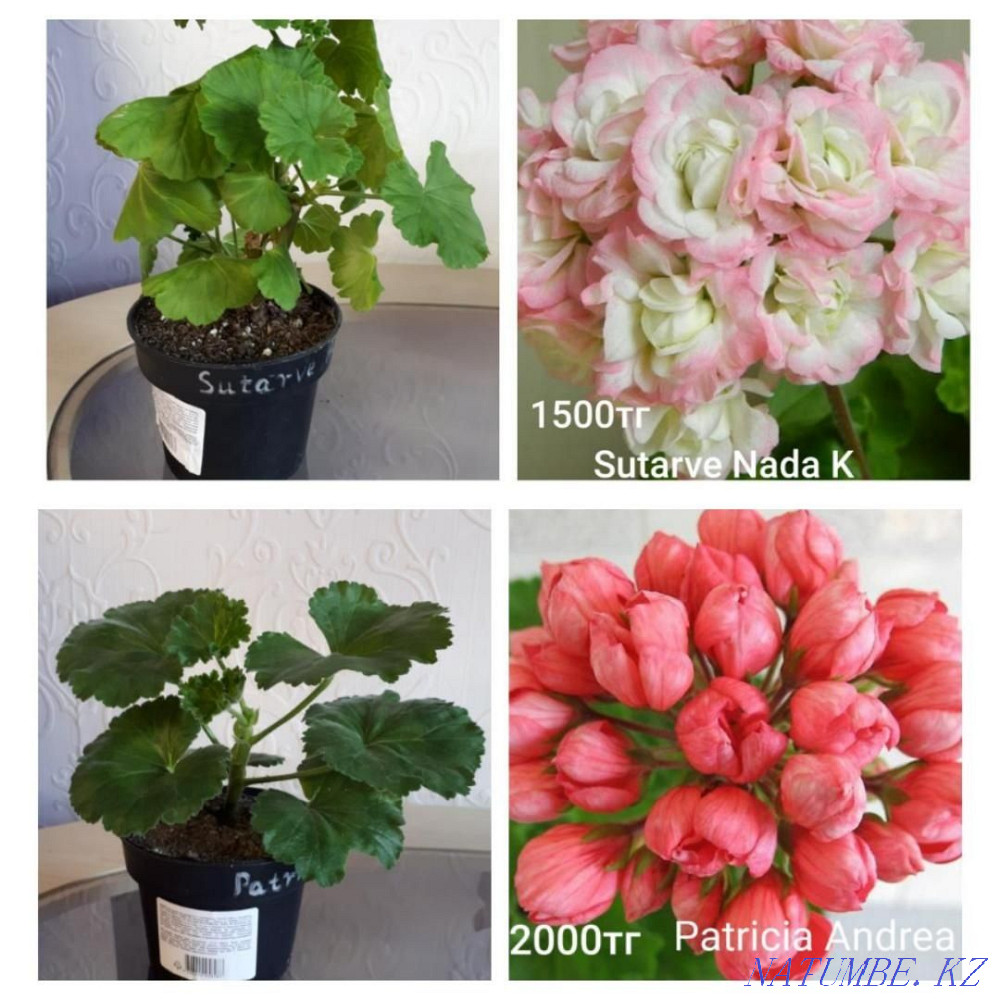 Сортовые пеларгонии Шахтинск - изображение 4