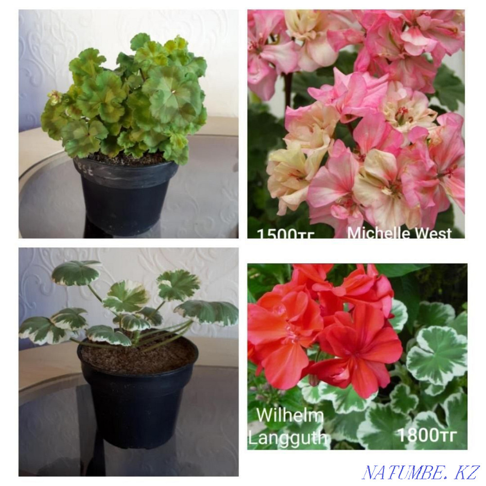 Сортовые пеларгонии Шахтинск - изображение 3