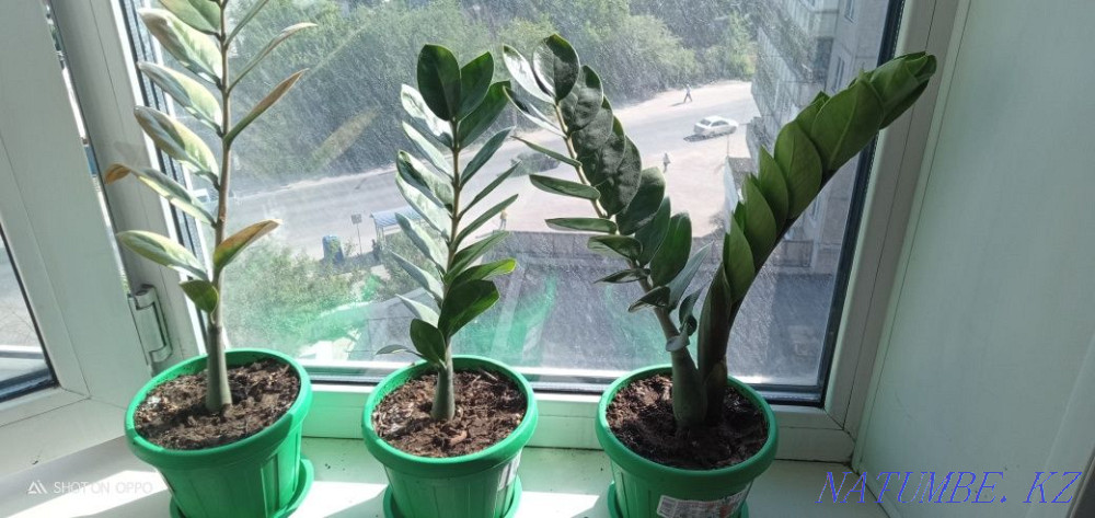 Selling Zamioculcas. Semey - photo 1