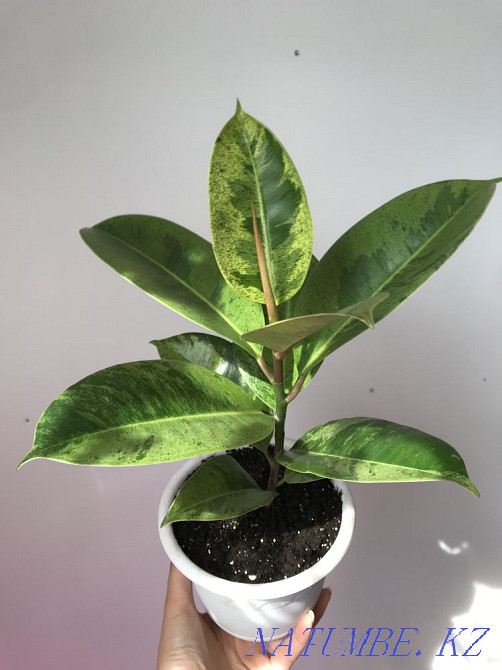 Фикусы шривериана Семей - изображение 1