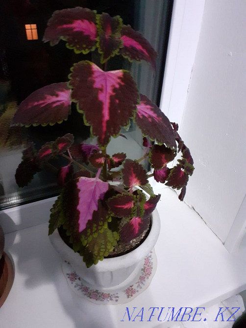Houseplants  - photo 2