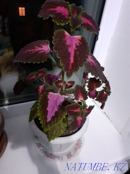 Houseplants  - photo 1