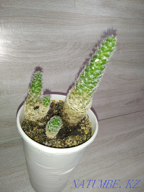 пеларгония / герань, хлорофитум  Қарағанды - изображение 2