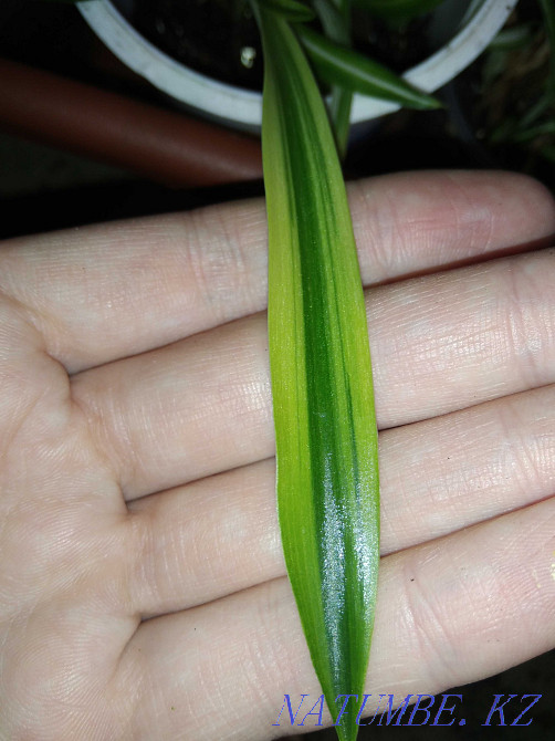 пеларгония / герань, хлорофитум  Қарағанды - изображение 4