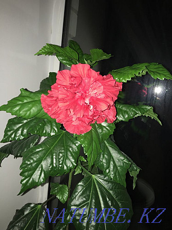 Gorgeous Rose - Hibiscus Aqtobe - photo 3