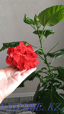 Gorgeous Rose - Hibiscus Aqtobe - photo 5