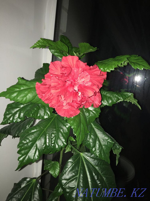 Gorgeous Rose - Hibiscus Aqtobe - photo 3