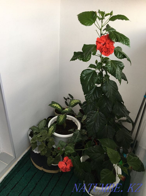 Gorgeous Rose - Hibiscus Aqtobe - photo 7