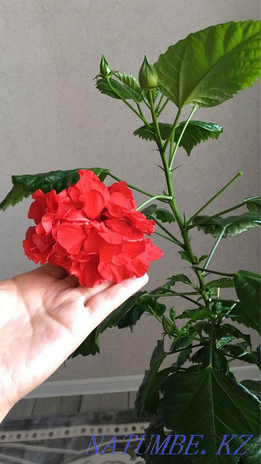 Gorgeous Rose - Hibiscus Aqtobe - photo 5