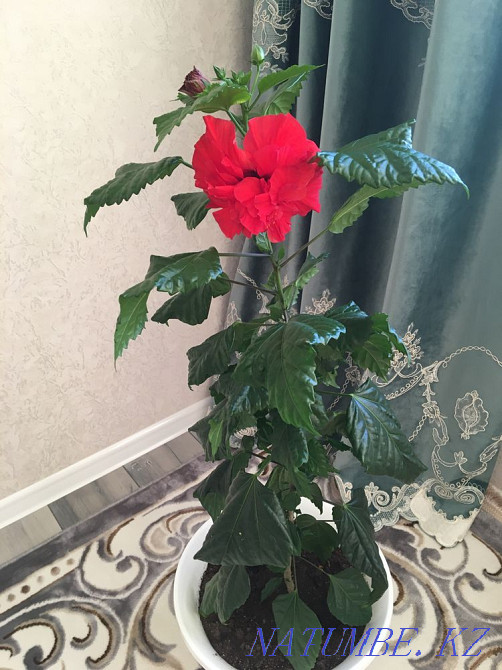 Gorgeous Rose - Hibiscus Aqtobe - photo 2