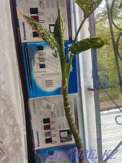 flower "diefenbachia" Karagandy - photo 1