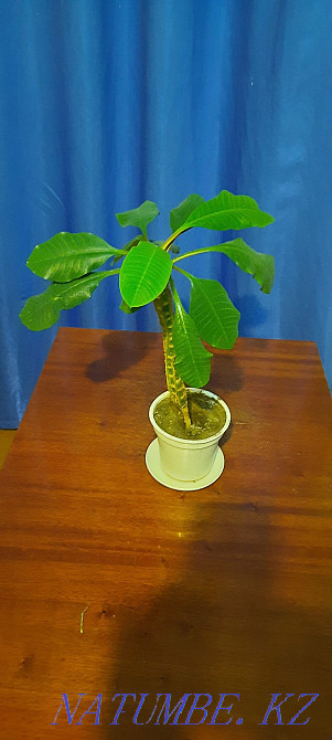 spurge flower Pavlodar - photo 4