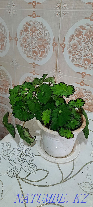 spurge flower Pavlodar - photo 7