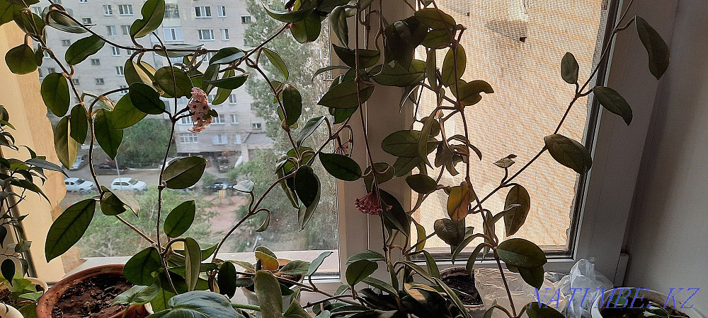 spurge flower Pavlodar - photo 8