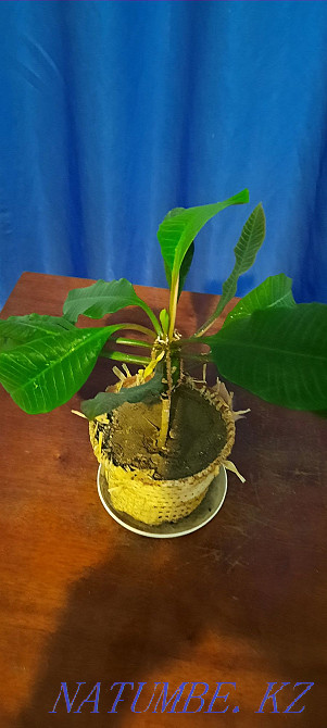 spurge flower Pavlodar - photo 5