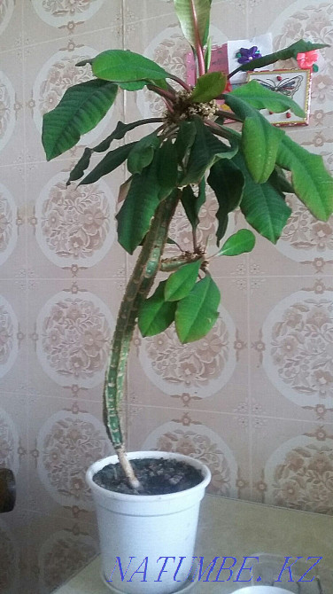 spurge flower Pavlodar - photo 2