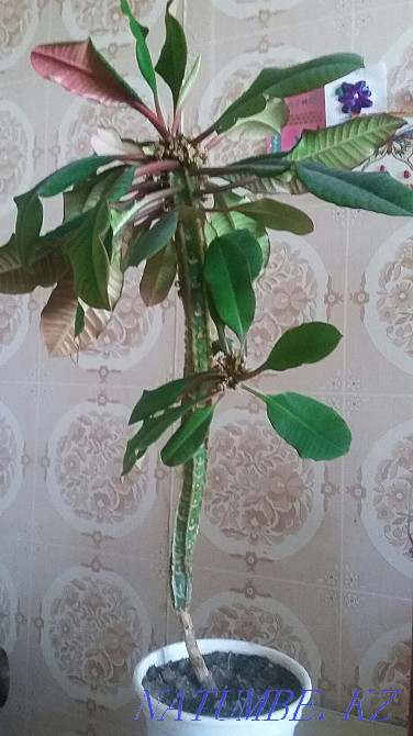 spurge flower Pavlodar - photo 1