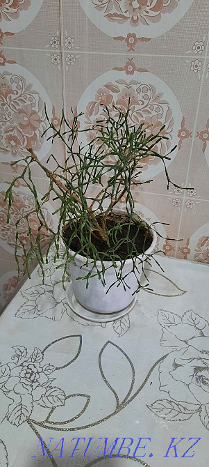 spurge flower Pavlodar - photo 6