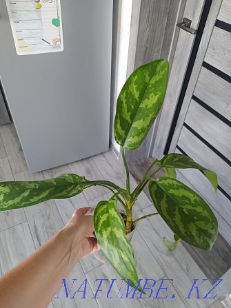 Aglaonema Maria. Sell Urochishche Talgarbaytuma - photo 1