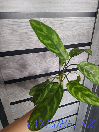 Aglaonema Maria. Sell Urochishche Talgarbaytuma - photo 2