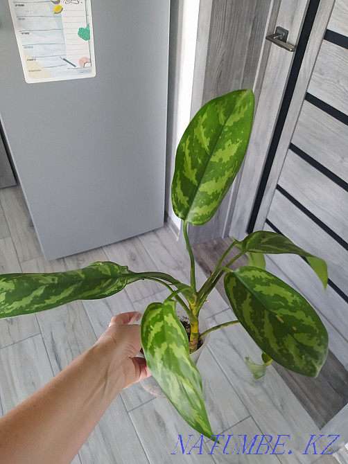 Аглаонема Мария. Сату  Талғар  - изображение 1