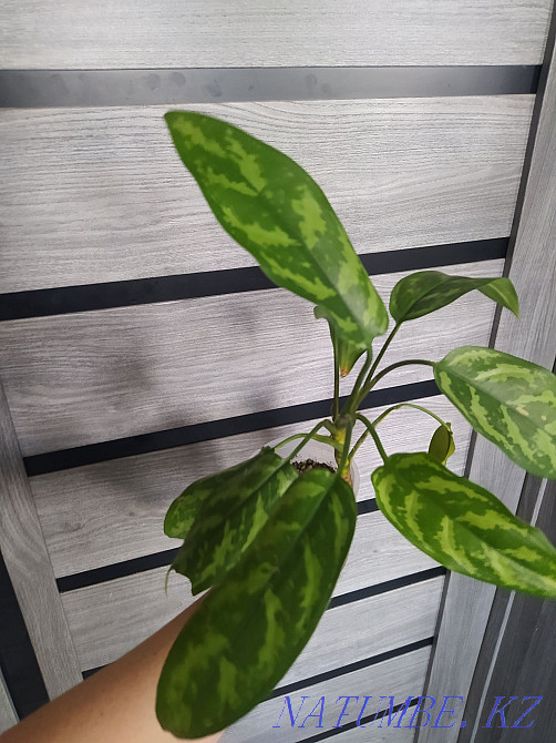 Аглаонема Мария. Сату  Талғар  - изображение 2