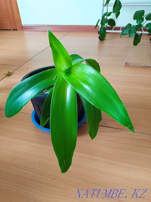 Golden mustache medicinal plant for sale Aqtau - photo 2