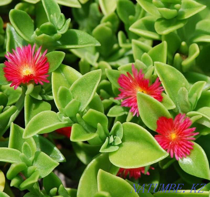 Aptenia cordifolia - color all summer! Almaty - photo 1