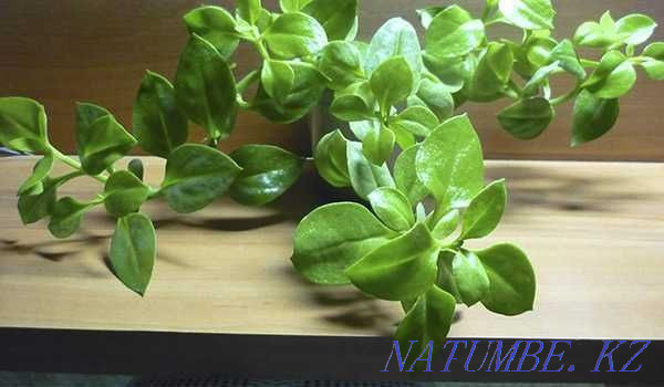 Aptenia cordifolia - жаз бойы түс!  Алматы - изображение 2