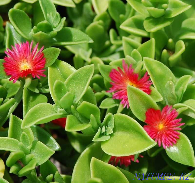 Aptenia cordifolia - жаз бойы түс!  Алматы - изображение 1