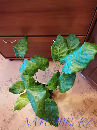 Sell Calathea Network. Decorate both your home and office! Astana - photo 1