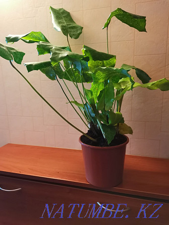 Sell Calathea Network. Decorate both your home and office! Astana - photo 2