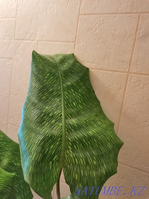 Sell Calathea Network. Decorate both your home and office! Astana - photo 3