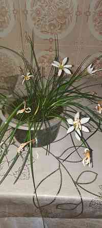 Цветок комнатный выскочка в белом цвете  Павлодар 