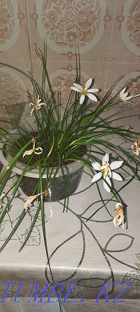 Indoor flower upstart in white Pavlodar - photo 4